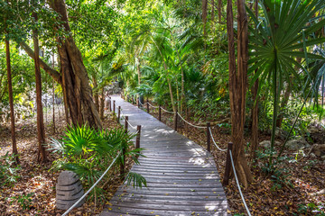 Obraz premium Jungle Trail