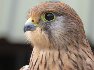 Kestrel