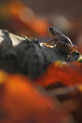 Wood frog (Rana sylvatica) in beech forest