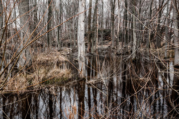 Creepy Barren Swamp Forest