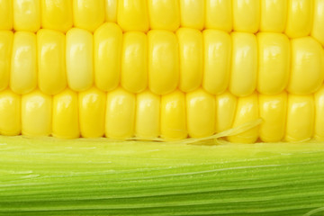 corn cob between green leaves