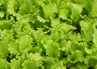Lettuce growing in the garden.