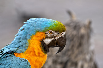 Bright macaw bird outdoors