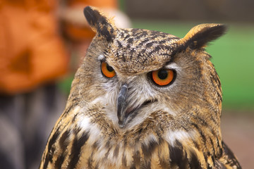 eagle-owl