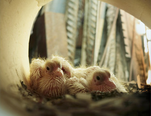 Nest with two juvenile doves