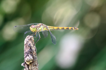 libelula en rama seca