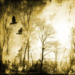 Bare trees with flying birds