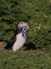 Atlantic Puffin with beak full of sandeals 3