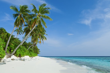 Tropical beach with coconut palms, Maldives Island, Indian Ocean