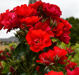 Scented Colourful English Rose