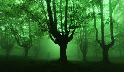 dark forest