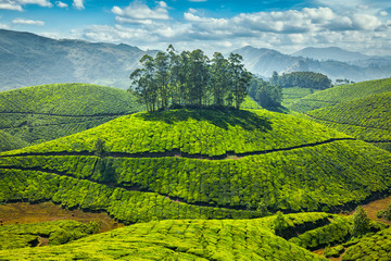 Obraz premium Tea plantations
