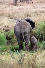 Elephant mother takes baby to the water pond for drinking, Serengeti National Park, Tanzania