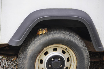 Fototapeta na wymiar squirrel hiding in wheel well on tire
