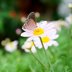 Butterfly feeding on little daisy flower