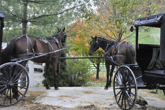 Horses And Carriages Tied To Fence In Amish Country Ohio