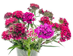 Pink, purple, white Dianthus flowers, close up