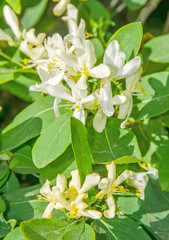 Obraz na płótnie Canvas Bouvardia White flowers, bush, close up