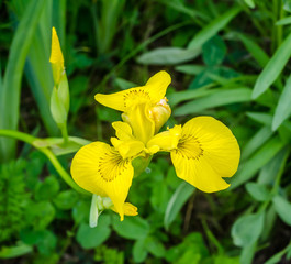 Yellow Iris flowers, close up © Negoi Cristian