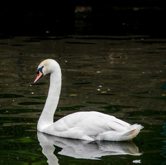 Naklejka premium White swan, on dark water lake, close up