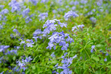 Beautiful sky blue cape leadwort