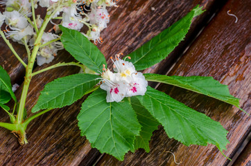 White flower of chestnut tree, close uo, isolated