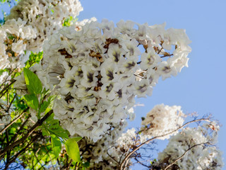 White flowers of paulownia tomentosa tree