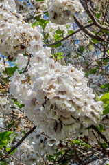 White flowers of paulownia tomentosa tree