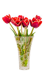 Red tulip flowers, close up