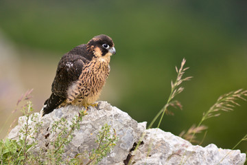 falcone pellegrino (Falco peregrinus) giovane ritratto