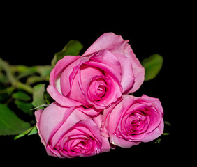 Pink roses flower, close up, isolated