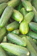 fresh cucumbers