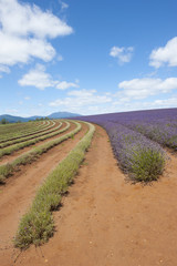 Fototapeta na wymiar lavender field on Tasmania Australia