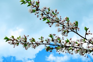 Beautiful pink cherry blossom in Vilnius city
