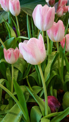 Tulip. Beautiful bouquet of tulips. colorful tulips. tulips in spring,colourful tulip