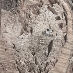 pine trunk texture