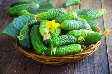 Harvest cucumbers in a basket on the wooden background