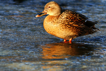 landscape wildlife duck drakes