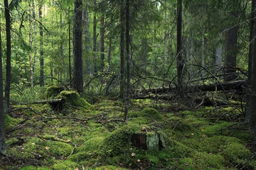 Gardinen Sommer dichte Waldlandschaft © kichigin19