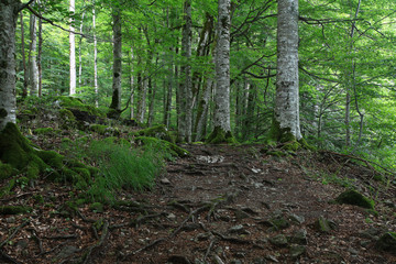 forest landscape in summer europe pine