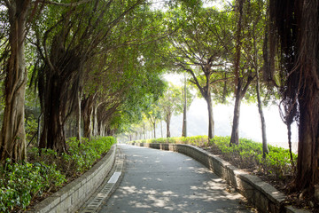 Fototapeta premium path through the park