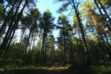 forest landscape in summer europe pine