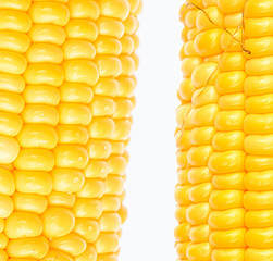 boil corn on white background