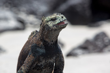 Marine iguana in the Galapagos islands