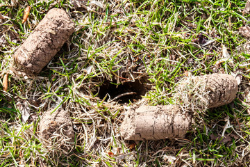 Close up of dirt plugs and hole on an aerated grass lawn