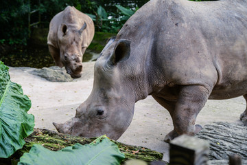 Obraz premium Zoopark in Republic of Singapore