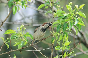 Sparrow on a branch close-up