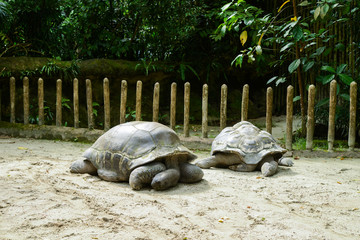Naklejka premium Zoopark in Republic of Singapore