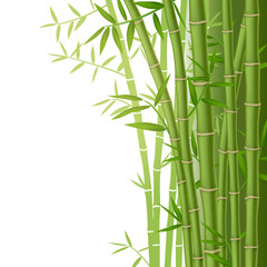 Green bamboo stems with leaves on white background