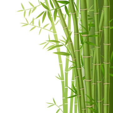 Green bamboo stems with leaves on white background